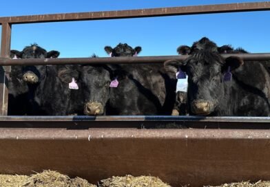 Trump Foreign Beef editorial analysis 2026