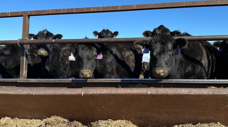 Trump Foreign Beef editorial analysis 2026