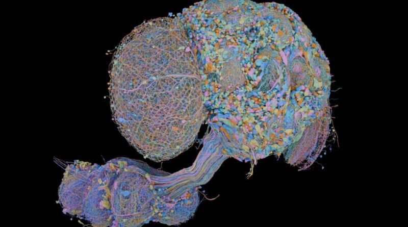 Complete Map of Fruit Fly Brain Unlocked - SeeUY News