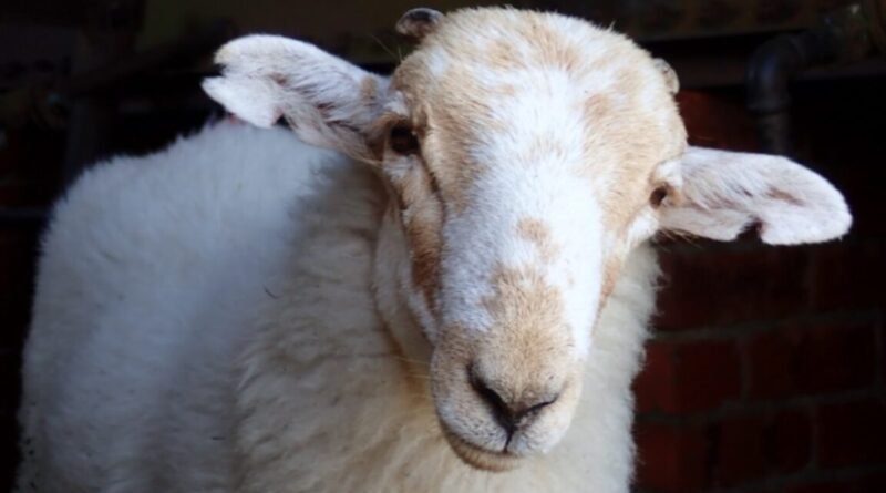 Medieval Manuscripts Reveal Ancient Sheeppox History - SeeUY News