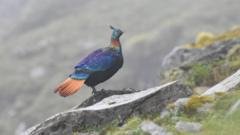himalayan monal bird, himalayan bird voice change, kedarnath musk deer sanctuary, climate change himalayan wildlife, uttarakhand ecological disruption editorial analysis 2026