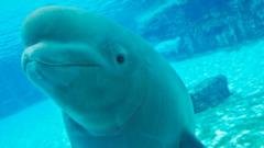 rescued belugas, marineland whale transfer, cetacean captivity ban, whale sanctuary project, beluga mortality rate editorial analysis 2026