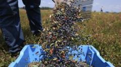 How AI Harvest Prediction Tools Are Transforming Farming ai harvest prediction, agricultural technology trends, crop yield forecasting ai, smart farming innovations, fruit ripening detection editorial analysis 2026