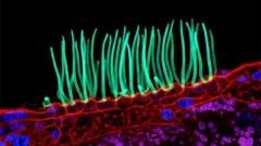Truth Under Lens: Scientific Photo Contest AI Scandal scientific photo contest ai, microscopy imaging standards, generative ai in science, nikon small world in motion, scientific image manipulation editorial analysis 2026